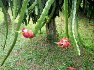 Claironyva-Vietnam-CanTho-plantation-fruits-exotiques