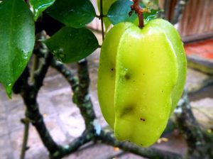 Claironyva-Vietnam-CanTho-plantation-fruits-exotiques