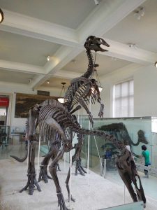 New York - le Musée d'Histoire Naturelle