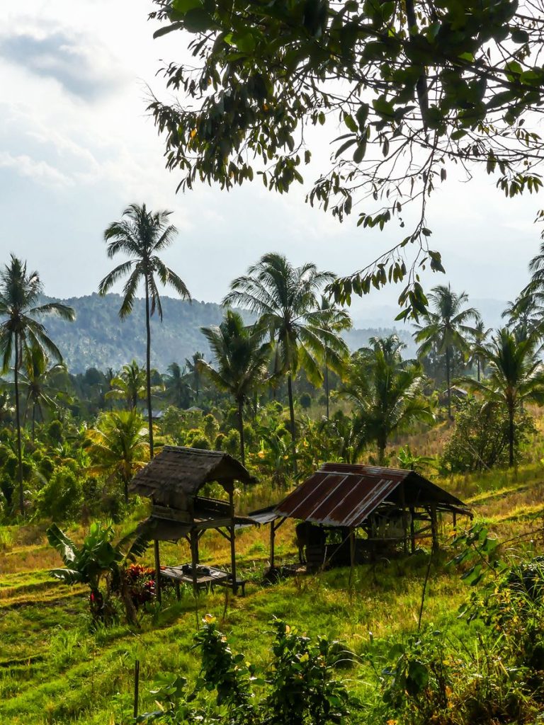Bali Munduk rizières