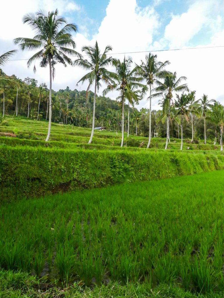 Bali Munduk rizières