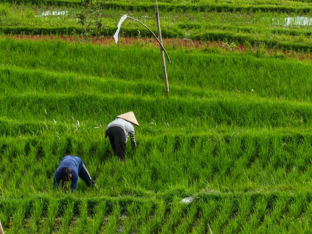 Bali Munduk rizières