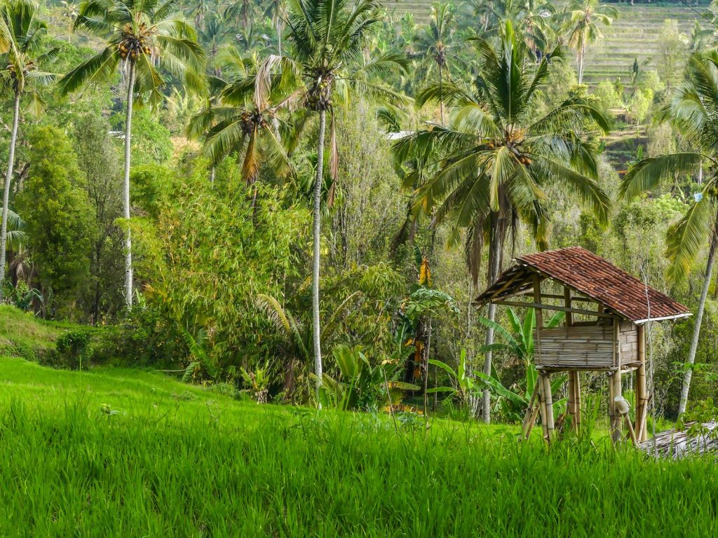 Bali Munduk rizières