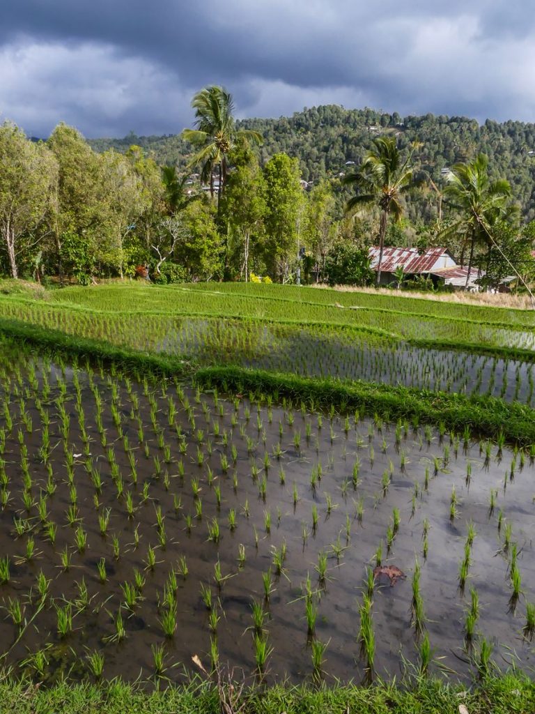 Bali Munduk rizières
