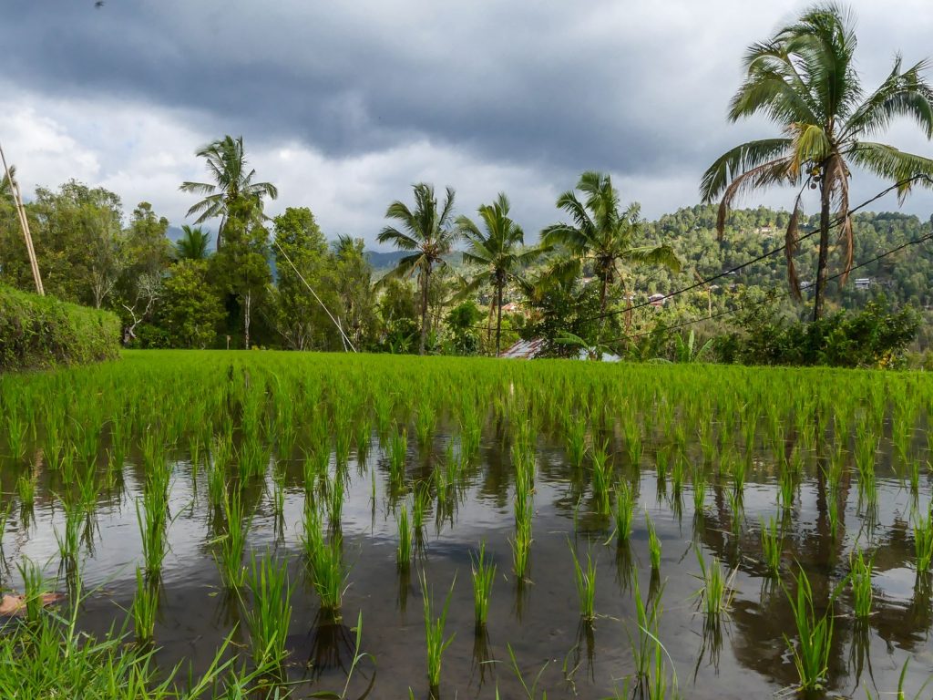 Bali Munduk rizières