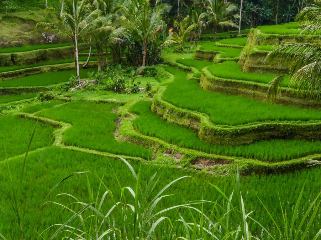 Bali Tegallalang rizières terrasse
