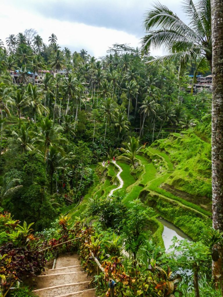 Bali Tegallalang rizières terrasse