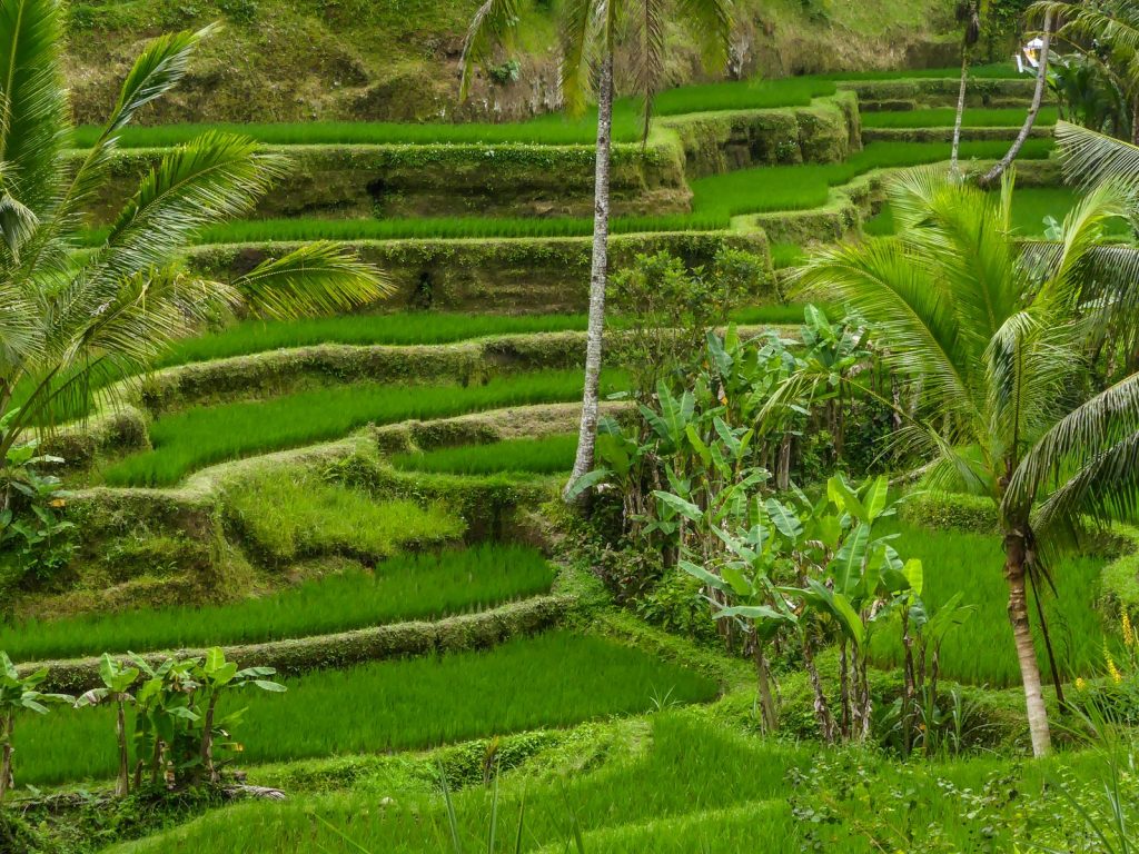 Bali Tegallalang rizières terrasse