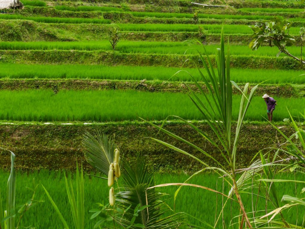 Bali Tegallalang rizières terrasse