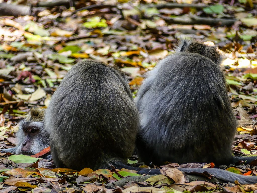 Voyage Bali Ubud Monkey Forest