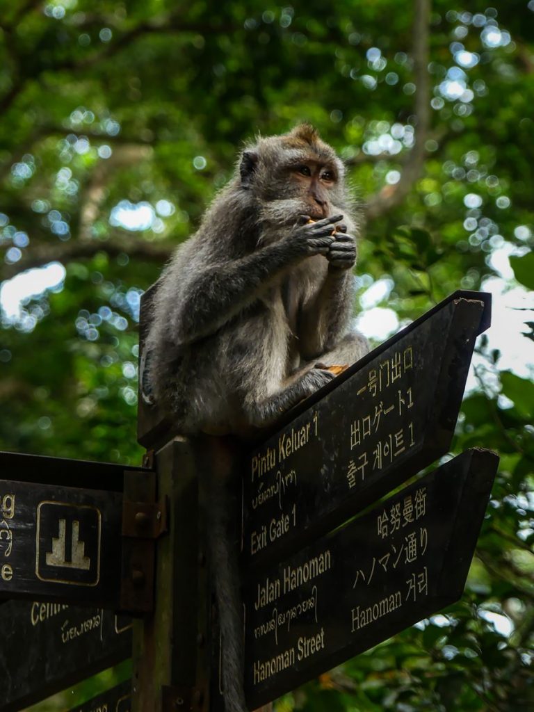 Ubud Monkey Forest
