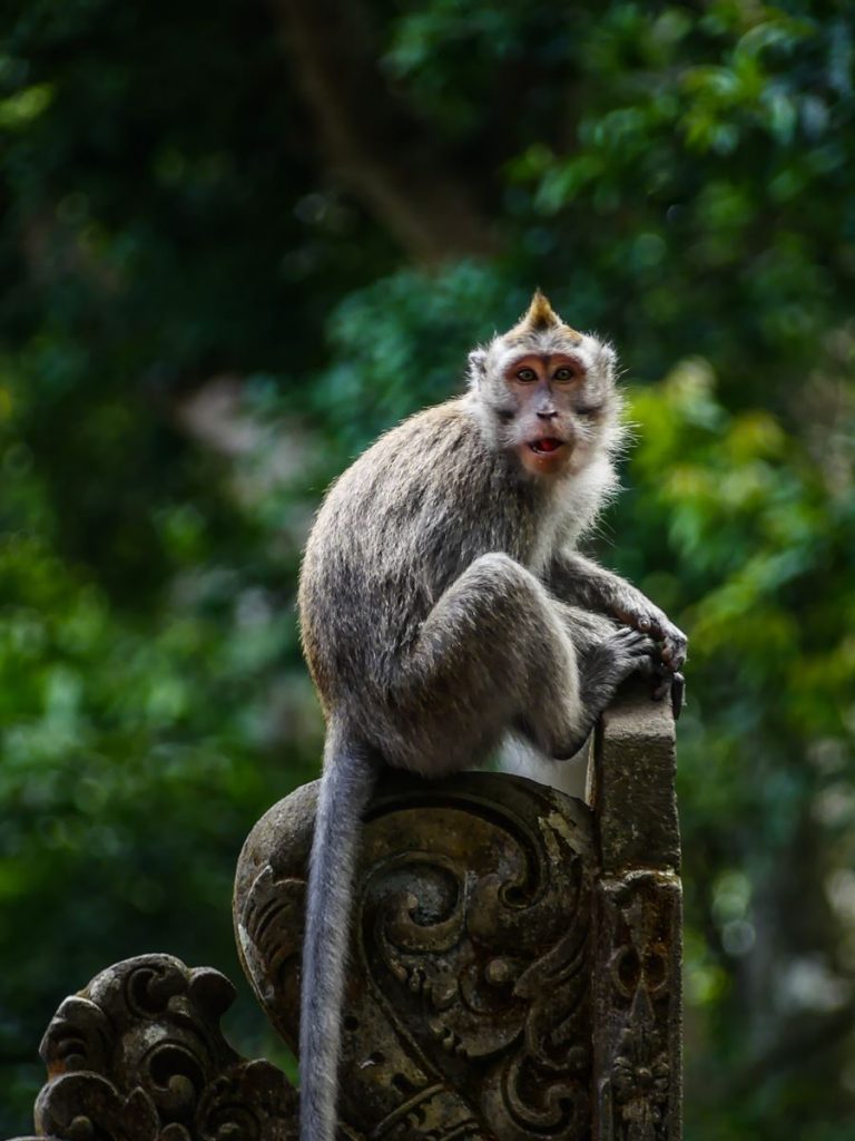 Bali Ubud Monkey Forest