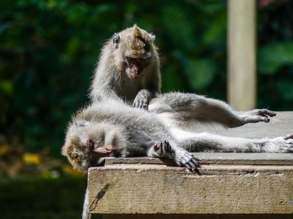 Voyage Bali Ubud Monkey Forest