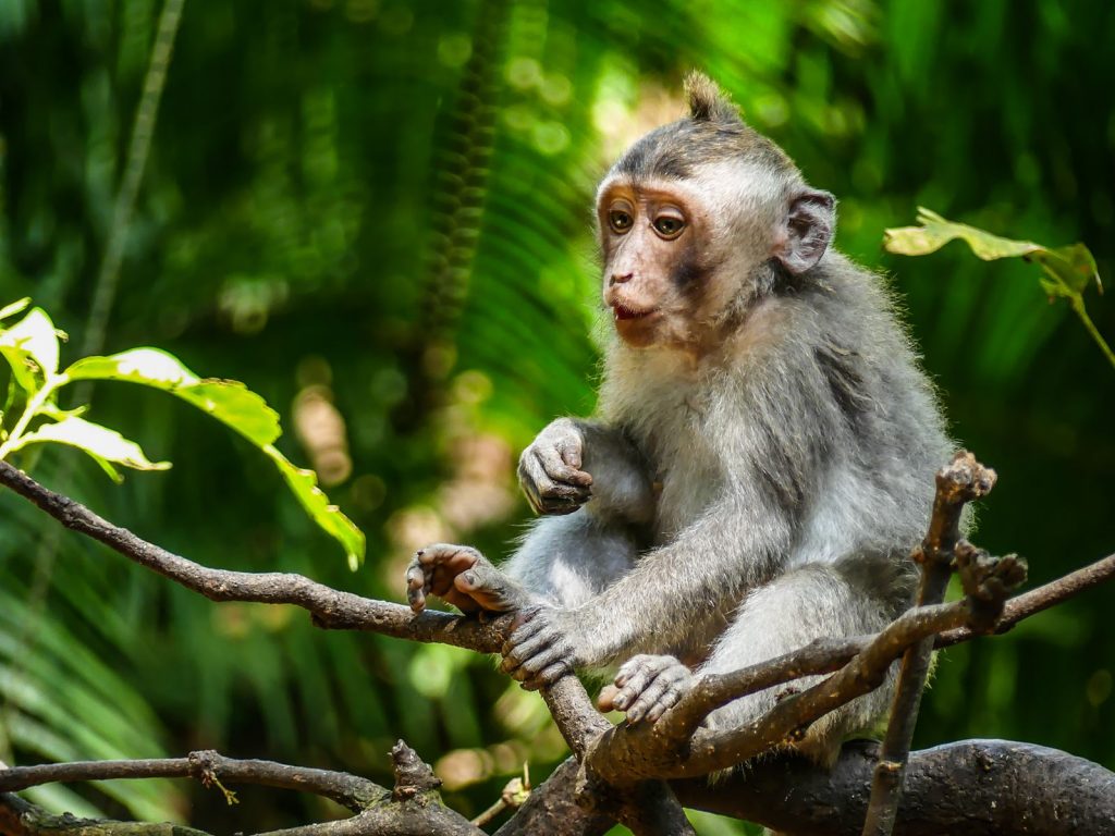 Voyage Bali Ubud Monkey Forest