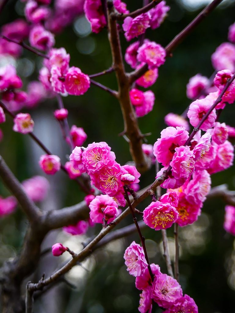 Pruniers en fleurs