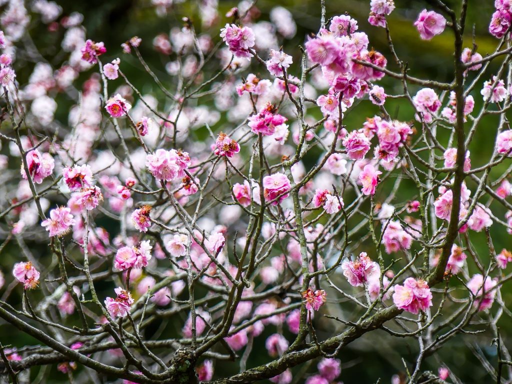 Jardin Kenroku-en - Kanazawa