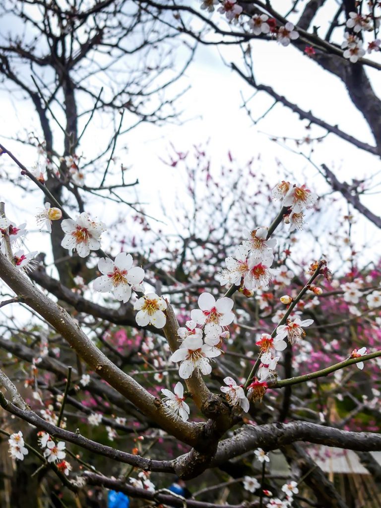Jardin Kenroku-en - Kanazawa