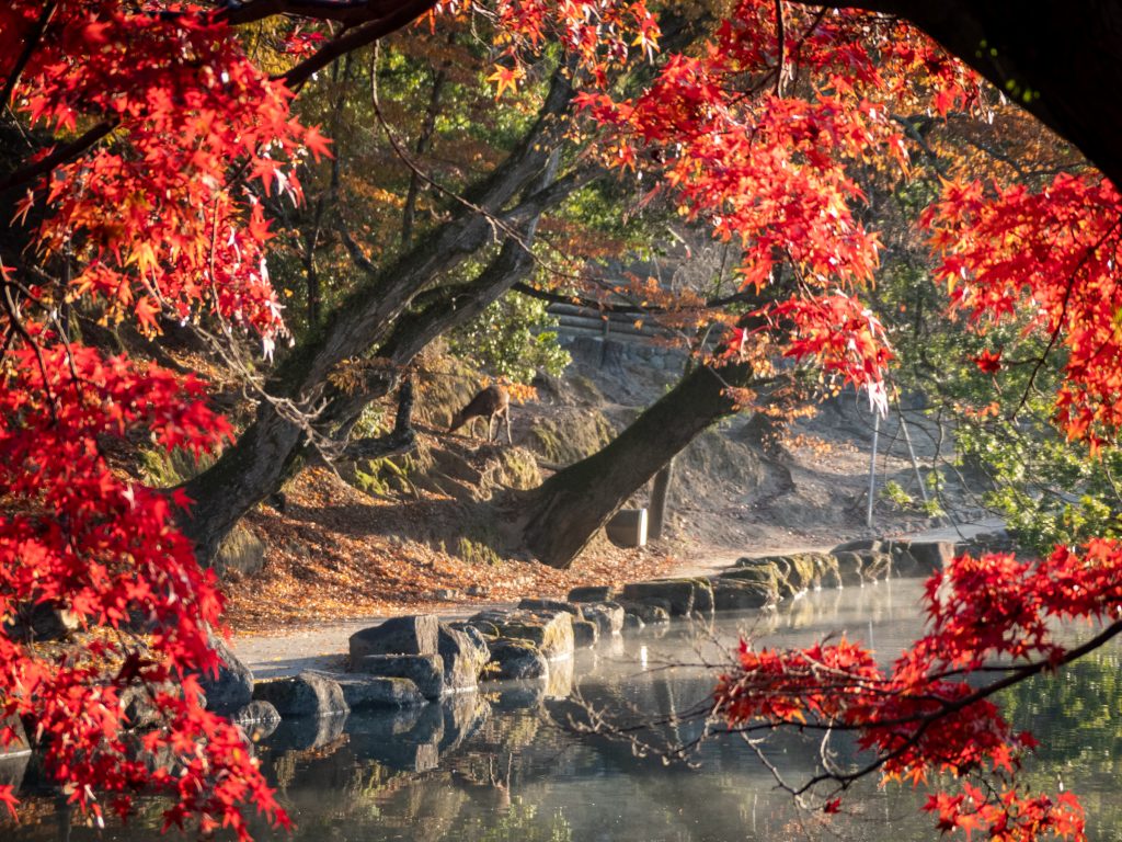 Pavillon Ukimiko - Nara