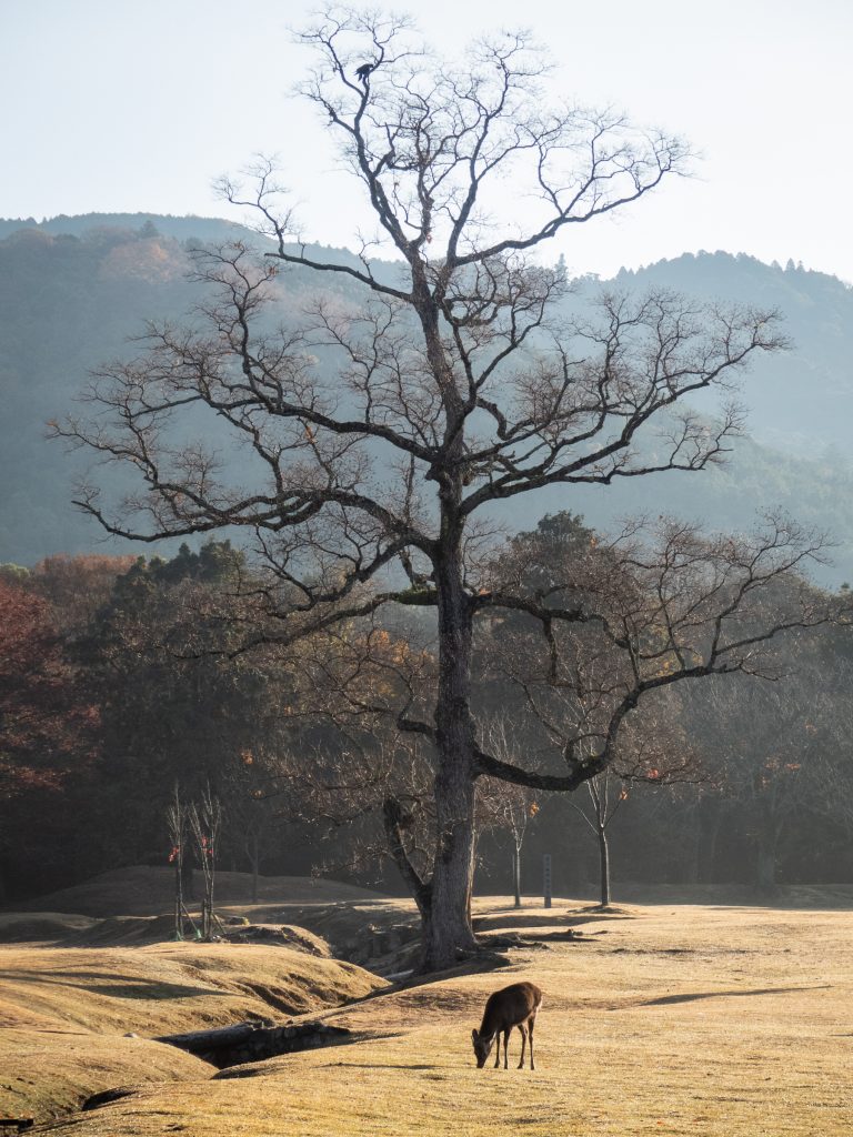 Nara - Automne