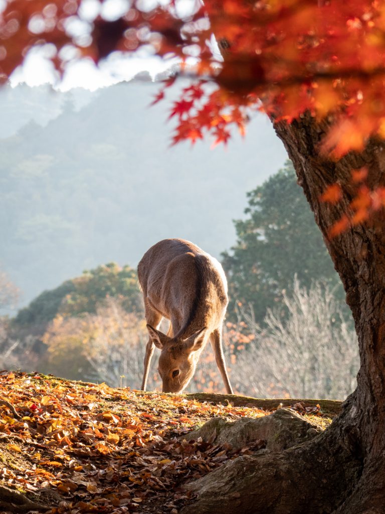 Nara - Automne
