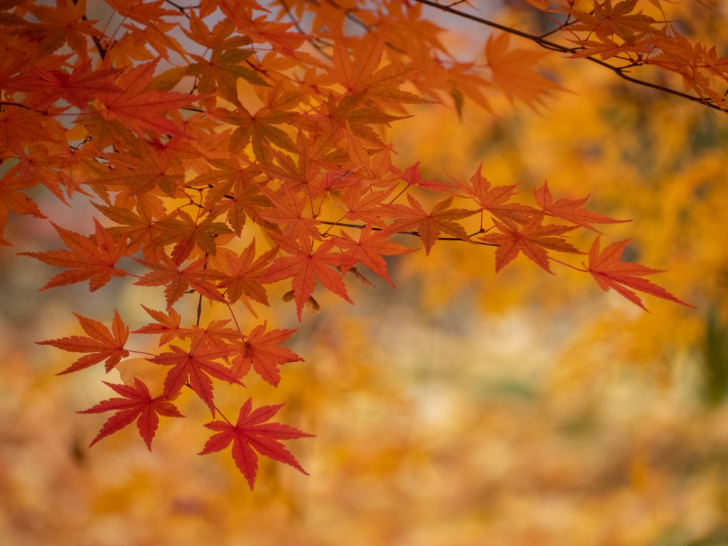Feuillage d'automne