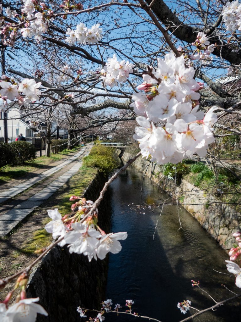 Chemin de la philosophie - Kyoto