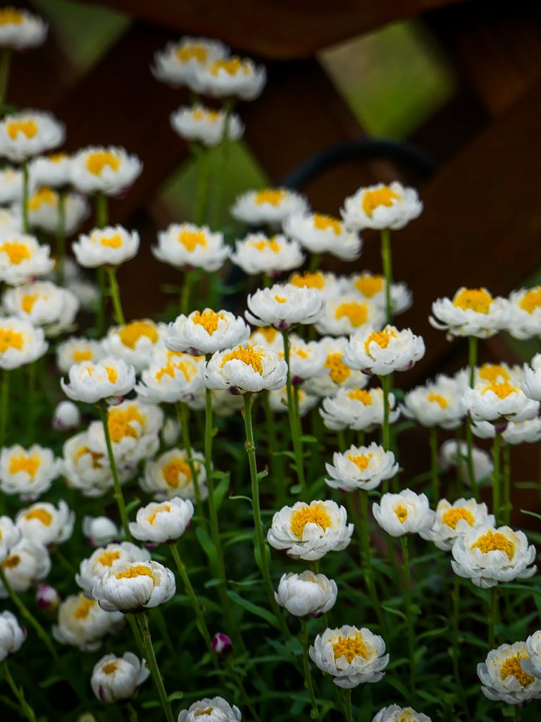 Jardins botaniques de Kyoto