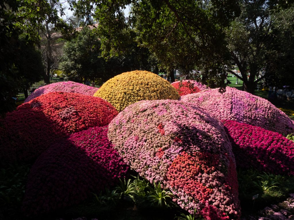 Festival des fleurs de Chiang Rai - Claironyva