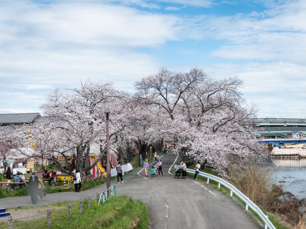 Kiyosu et ses cerisiers