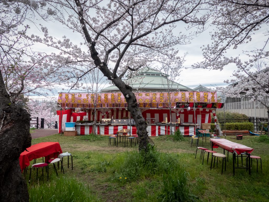 Kiyosu et ses cerisiers