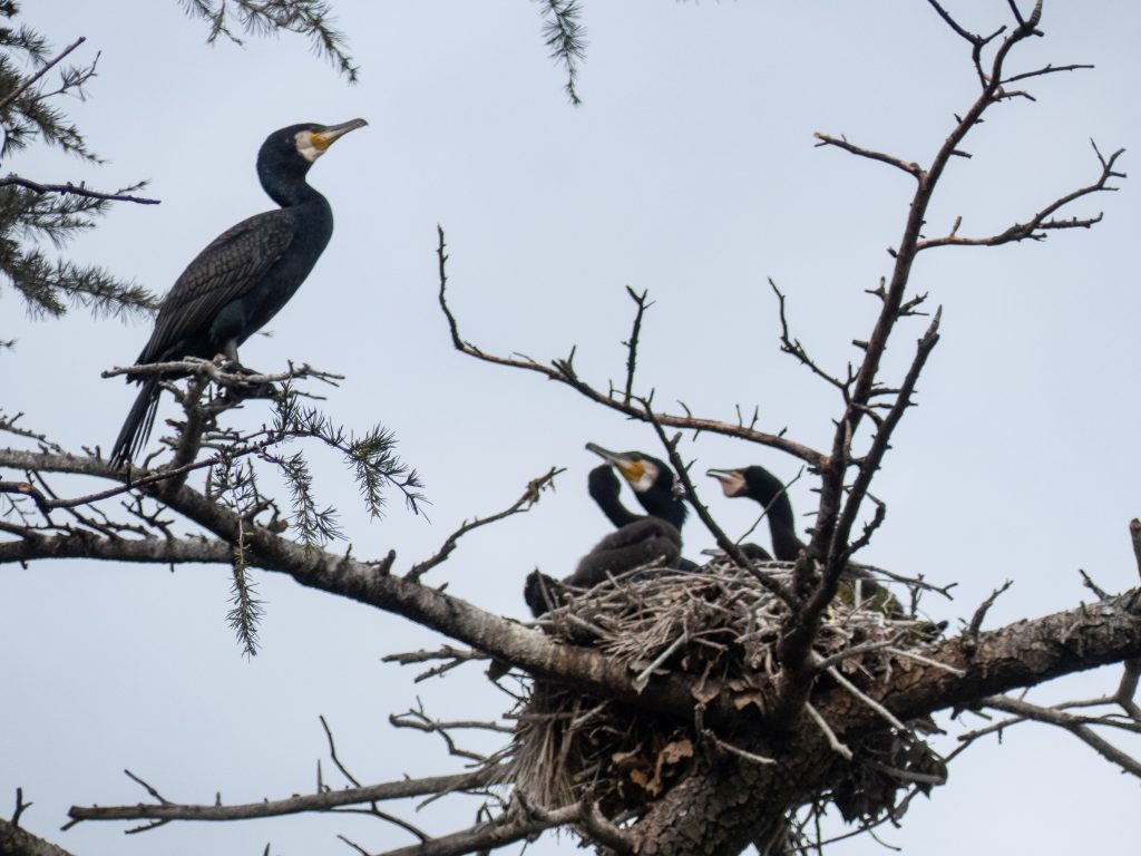 Parc du château de Nagoya
