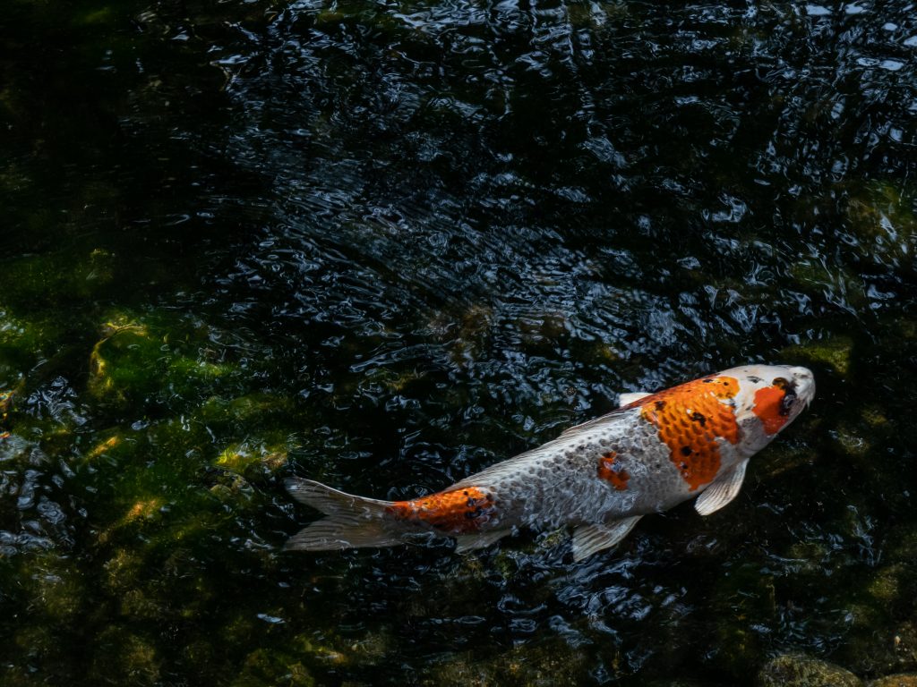 Jardin Korakuen