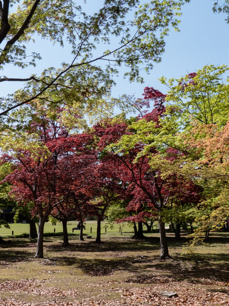 Jardin Korakuen