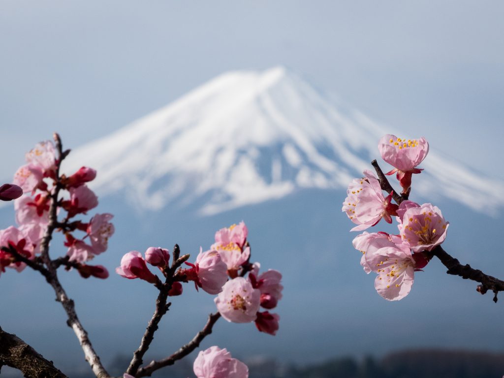 Mont Fuji vu depuis le lac Kawaguchi au printemps