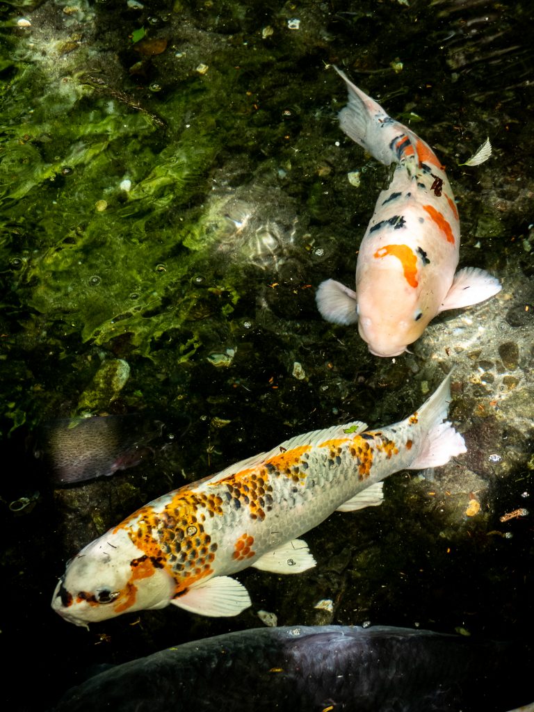 Carpe Koi Takachiho