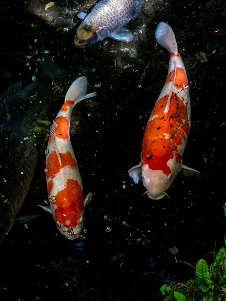 Carpe Koi Takachiho