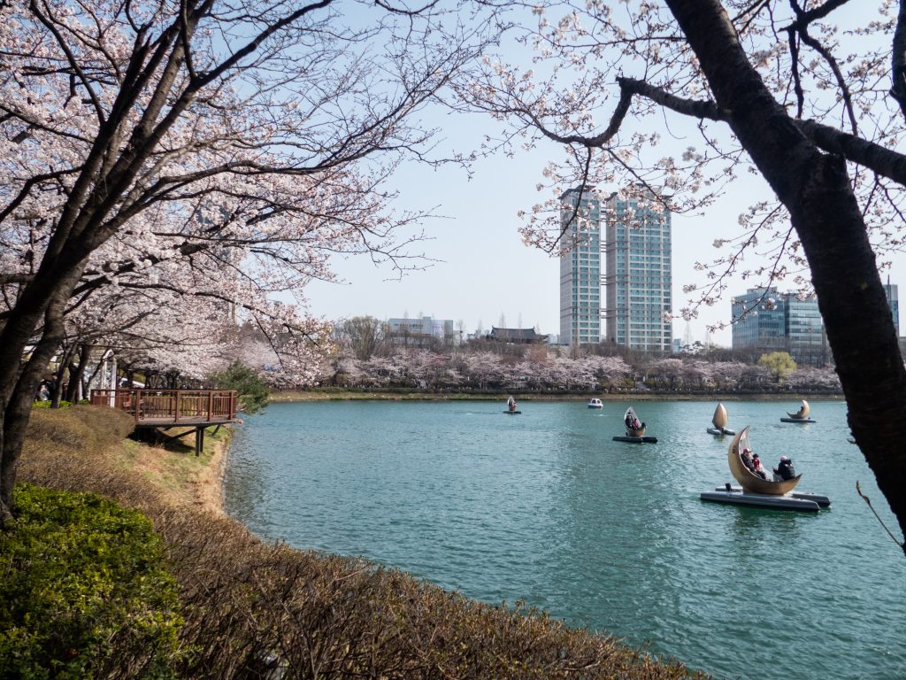 Les cerisiers en fleurs au lac de Seokchon