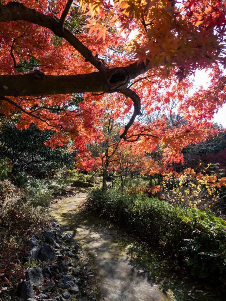 Couleurs d'automne au Parc commémoratif de Aichi