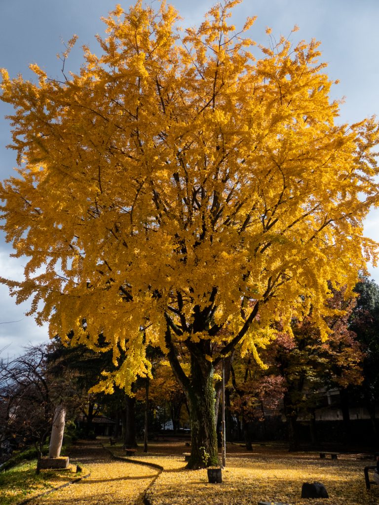 Magnifiques couleurs de l'automne à Toyama
