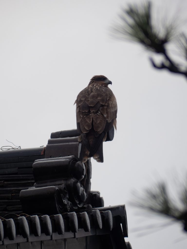Oiseau de proie à Toyama