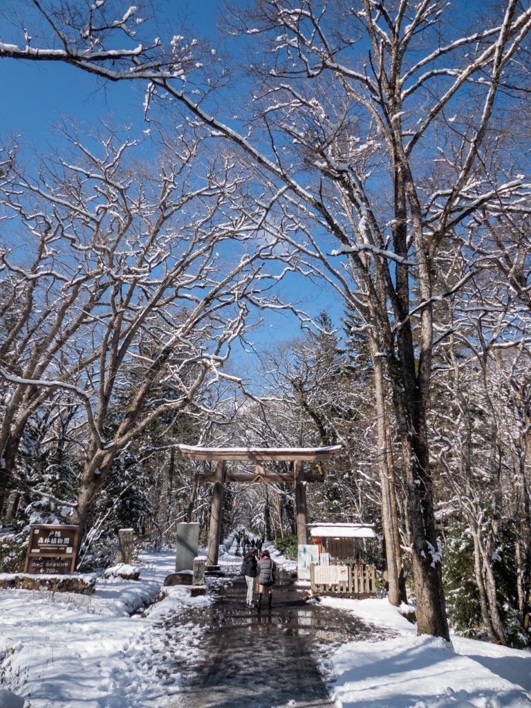 Allée des cèdres, sanctuaire Togakushi - Nagano