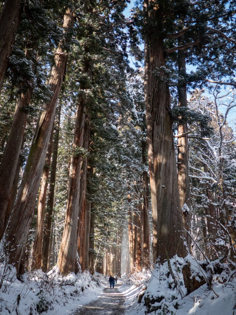 Allée des cèdres, sanctuaire Togakushi - Nagano