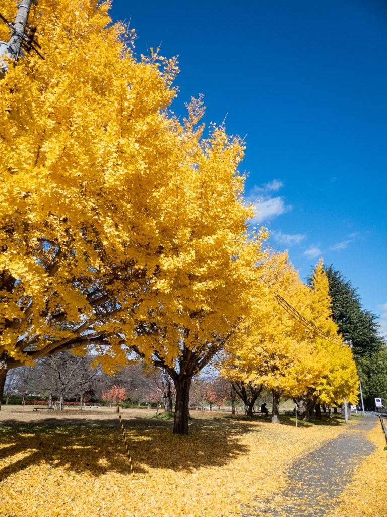Les belles couleurs de l'automne à Yamagata