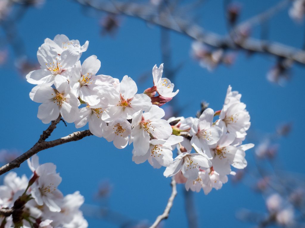 Printemps à Kyoto
