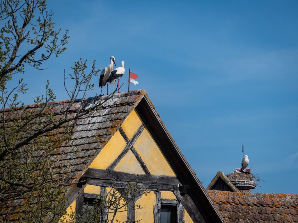 Cigogne symbole de l'Alsace