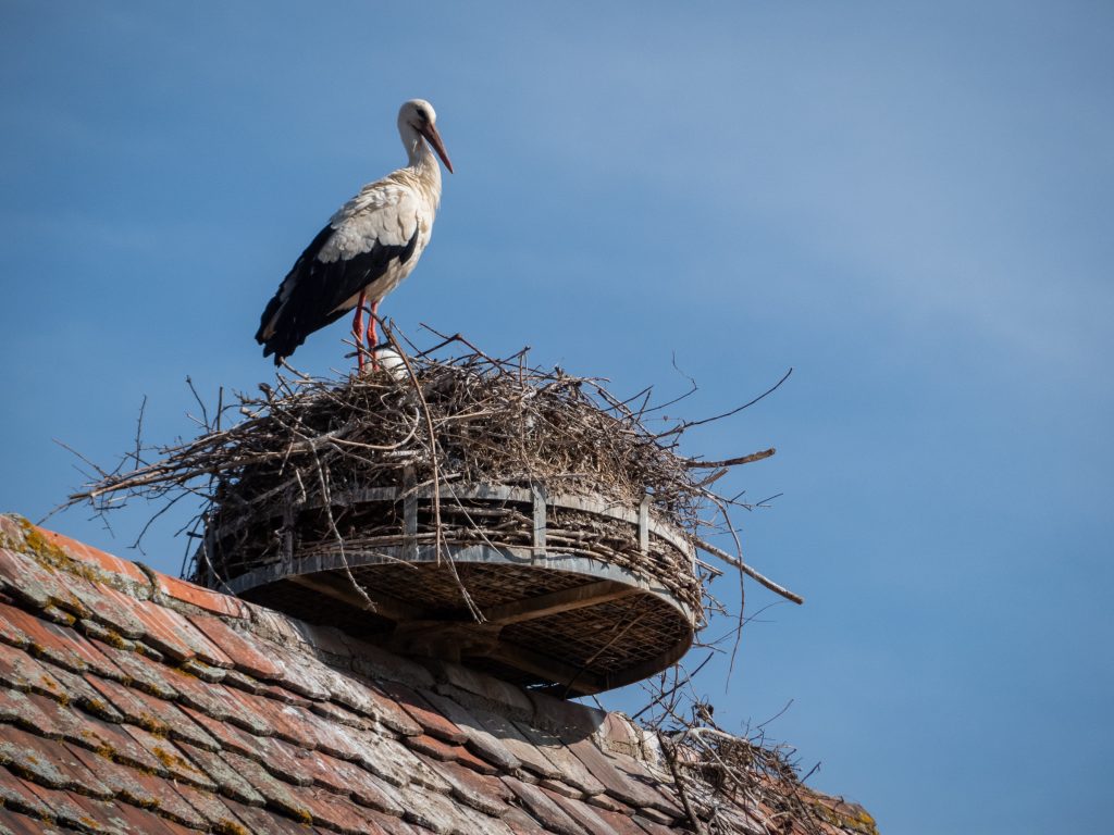 Cigogne symbole de l'Alsace